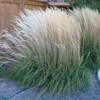 Вейник КАРЛ ФОРСТЕР остроцветковый в Жодино