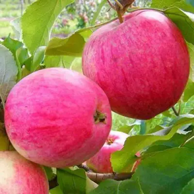 Яблоня РОЗОВЫЙ НАЛИВ в Жодино