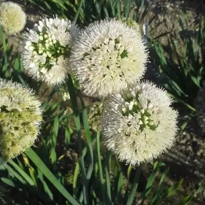 Лук слизун в Жодино