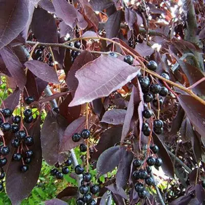 Черемуха виргинская ШУБЕРТ в Жодино