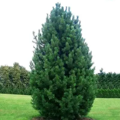 Сосна кедровая европейская в Жодино