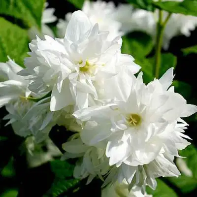 Жасмин ДАМ БЛАНШ в Жодино