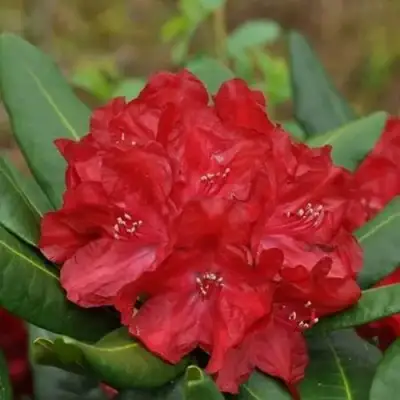 Рододендрон БУЗУКИ в Жодино