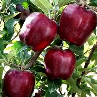 Яблоня РЕД ЧИФ в Жодино