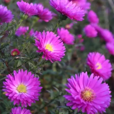 Астра КАРМИНКУППЕЛЬ в Жодино