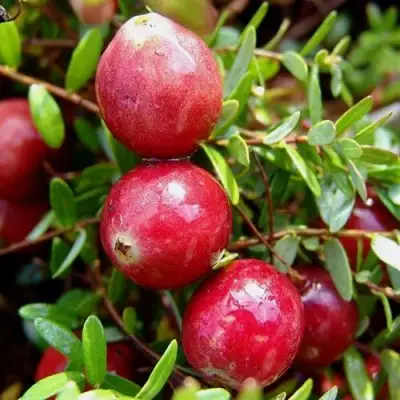 Клюква СТИВЕНС в Жодино