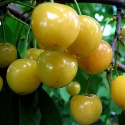 Черешня РОССОШАНСКАЯ ЗОЛОТАЯ в Жодино
