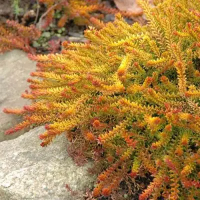 Водяника БЕРНШТЕЙН черная в Жодино