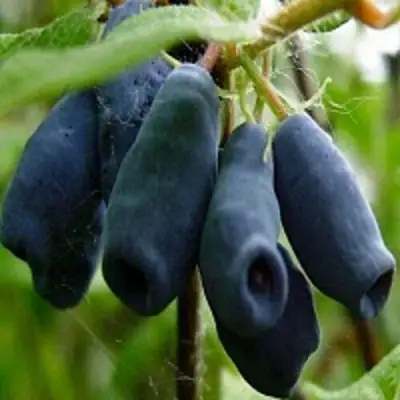 Жимолость съедобная НАРЫМСКАЯ в Жодино