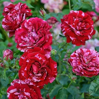 Роза ДИП ИМПРЕШН флорибунда в Жодино