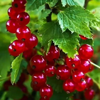 Смородина красная РОЛАН в Жодино
