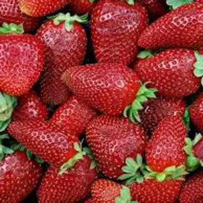 Клубника СКАЛА в Жодино