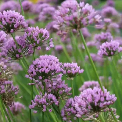 Лук угловатый в Жодино