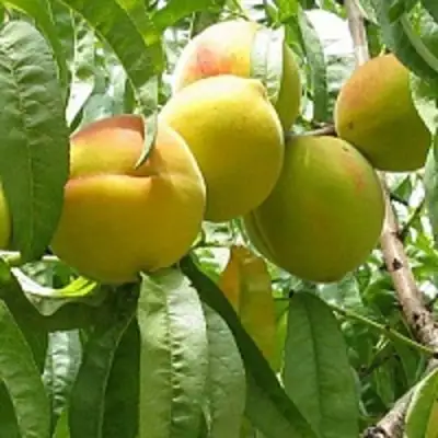 Персик СЕЯНЕЦ СТАРКА в Жодино