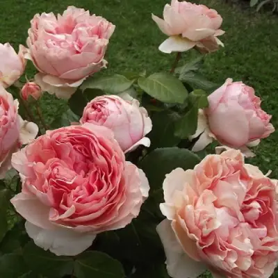 Роза ФИЛИНГ чайно-гибридная в Жодино