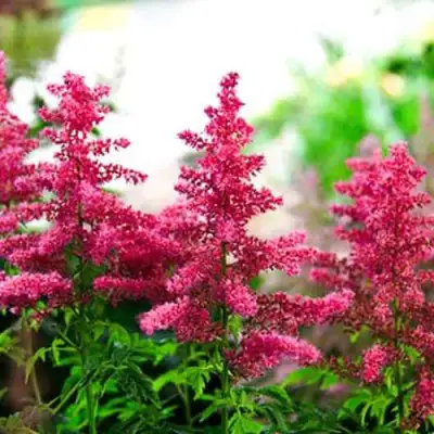 Астильба ЮНИК КАРМИН гибридная в Жодино