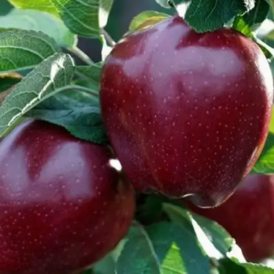 Яблоня РЕД ЧИФ в Жодино