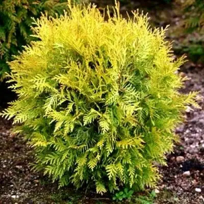 Туя ГЛОБОЗА АУРЕА западная в Жодино