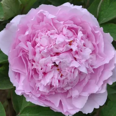 Пион ПРОЗРАЧНАЯ РОСА древовидный в Жодино