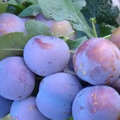 Слива НАГРАДА НЕМАНСКАЯ в Жодино