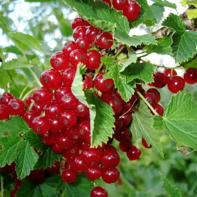 Смородина красная ГОЛЛАНДСКАЯ КРАСНАЯ в Жодино