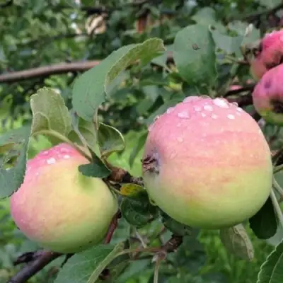 Яблоня УТРО в Жодино