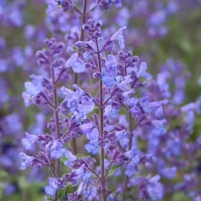 Котовник КИТ КЭТ фассена в Жодино