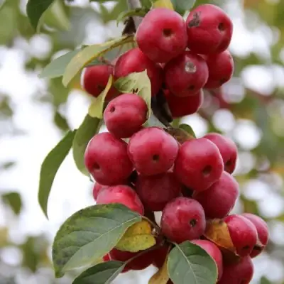 Яблоня РЕД ОБЕЛИСК колонновидная в Жодино