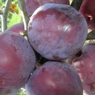 Слива ПАННА в Жодино