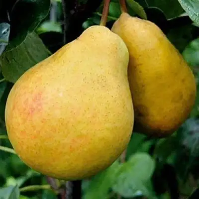 Груша ВЕЛИКАЯ ЛЕТНЯЯ (БОЛЬШАЯ ЛЕТНЯЯ) в Жодино