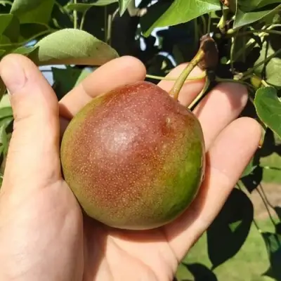 Груша КУПАЛА в Жодино