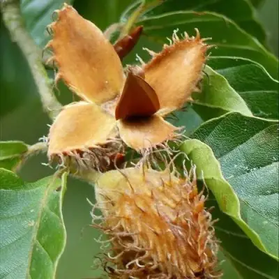 Бук обыкновенный в Жодино