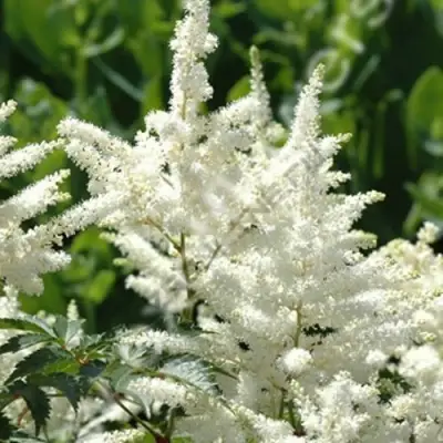 Астильба ХЭППИ ДЕЙ Арендса в Жодино