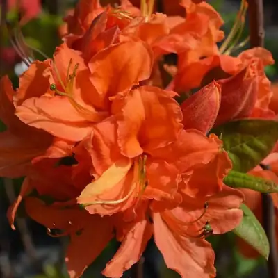 Азалия МАНДАРИН ЛАЙТС листопадная в Жодино