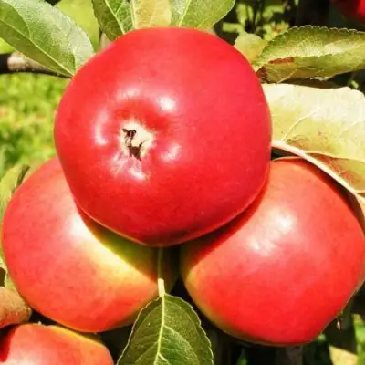 Яблоня СЯБРЫНА в Жодино