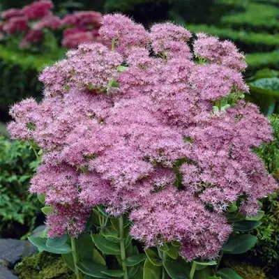 Очиток (седум) БРИЛЛИАНТ в Жодино