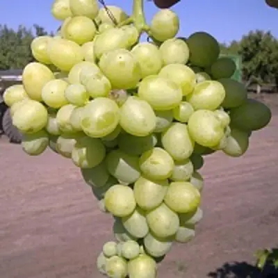 Виноград АРКАДИЯ в Жодино