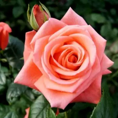 Роза ВАУ чайно-гибридная в Жодино