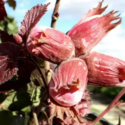 Фундук АЛЫЙ ПАРУС в Жодино