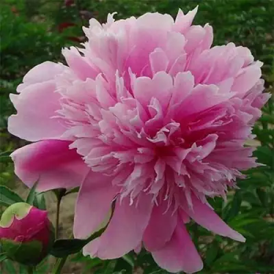 Пион ГОЛУБАЯ ХРИЗАНТЕМА травянистый в Жодино