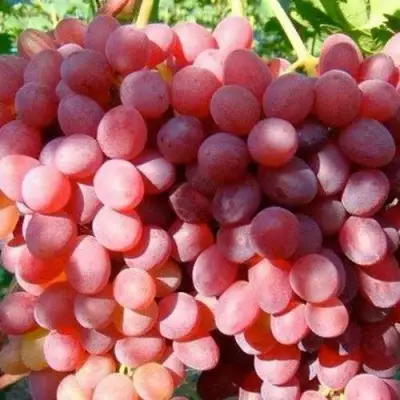 Виноград КИШМИШ КРАСНЫЙ в Жодино