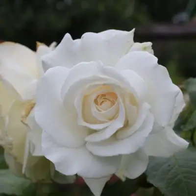 Роза АНАСТАСИЯ чайно-гибридная в Жодино