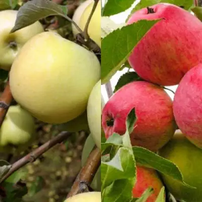 Комплект ЯБЛОЧНЫЙ ТАНДЕМ в Жодино