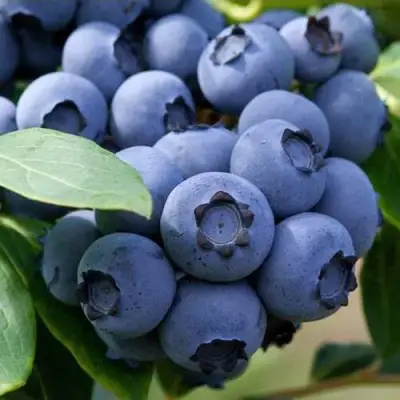 Голубика СПАРТАН в Жодино