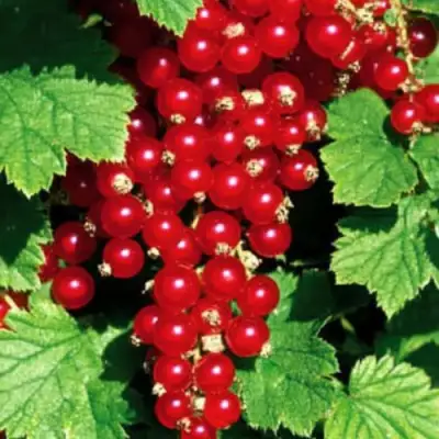 Смородина красная РЕД ЛЕЙК в Жодино