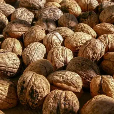 Грецкий орех ПИНСКИЙ в Жодино