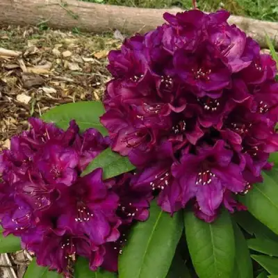 Рододендрон ПОЛАРНАХТ в Жодино