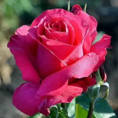 Роза ВИЕН РОУЗ чайно-гибридная в Жодино