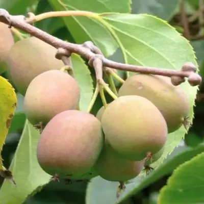 Актинидия ГИБРИДНАЯ КОЛБАСИНОЙ в Жодино