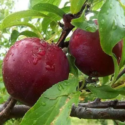 Слива КЛЕОПАТРА в Жодино